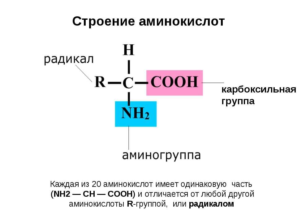 Аминокислоты биохимия презентация