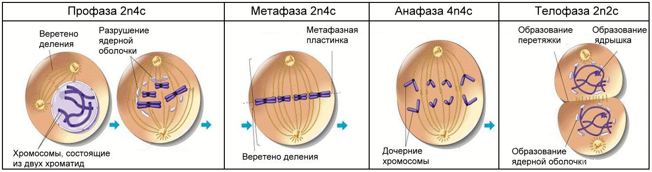 На рисунке изображена фаза митоза