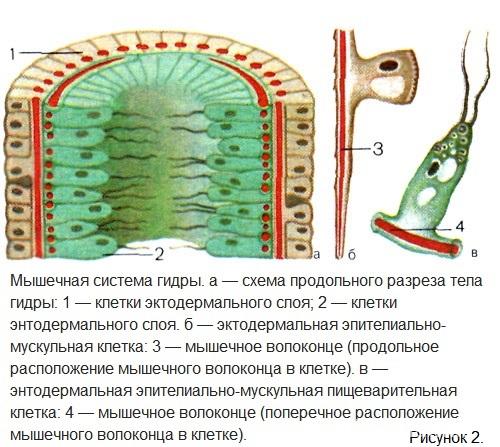 Кожно мускульная клетка гидры рисунок