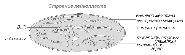 Пластиды рисунок с подписями