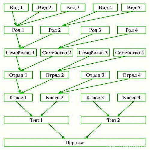 Диаграмма царство животных информатика
