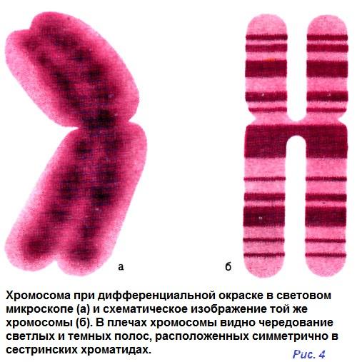 Графическое изображение хромосом с учетом их формы и окраски имеет название