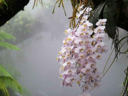 Фаленопсис - эпифитная орхидея, родина -Австралия.