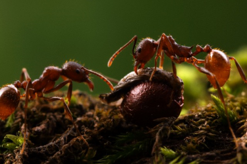 Муравьи тащат семя в муравейник
