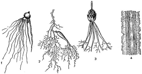 1 - крокус; 2 - Oxalis; 3 - лилия; 4 - схематический продольный разрез втягивающего корня лилии