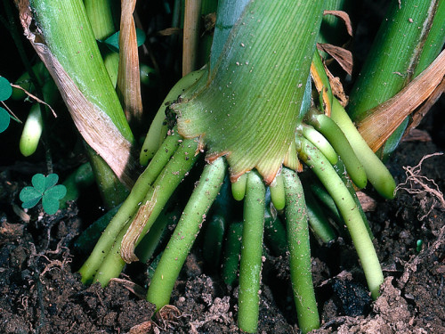 Ходульные корни у кукурузы