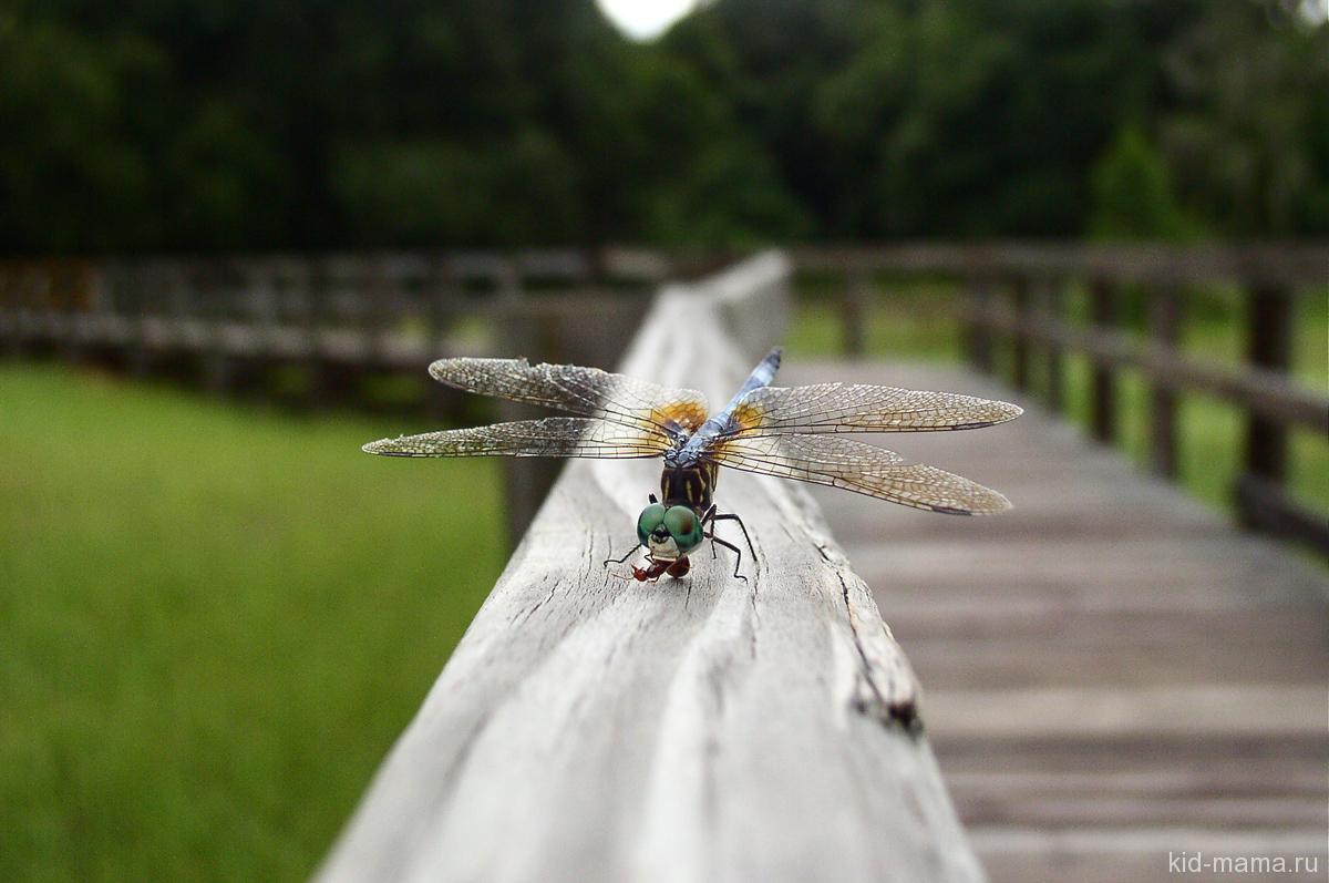 dragonfly_12