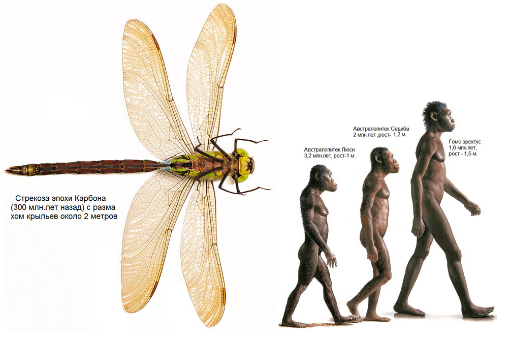 Почему крылья стрекоз имеют радужную окраску: объяснение на основе физики