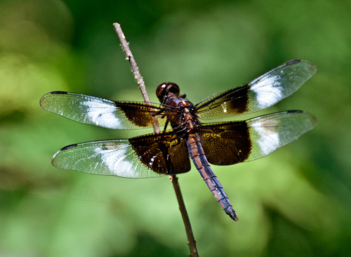 Widow Skimmer dragonfly