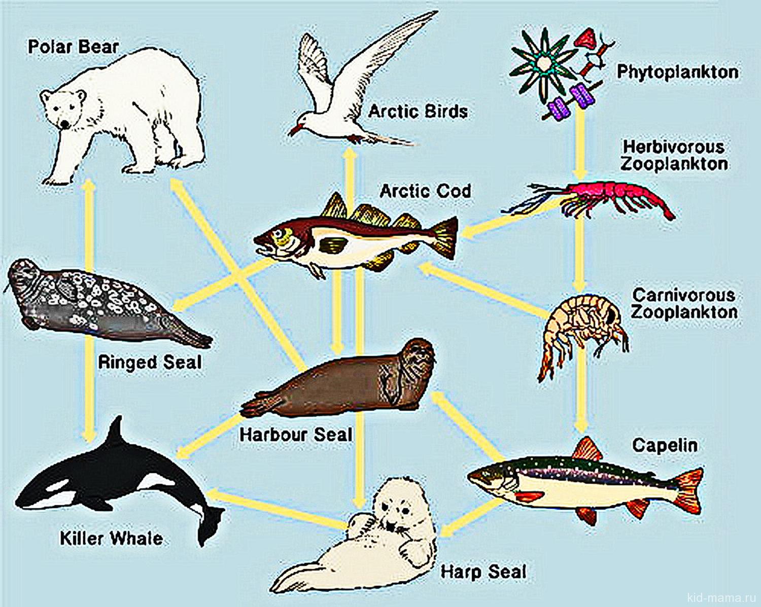 Цепи питания зоны арктических пустынь. Пищевая цепь арктических животных. Цепочка питания в Арктике. Пищевая цепь Арктики. Цепь питания арктических животных.