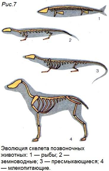 Первыми истинно наземными хордовыми животными являются. Эволюция скелета хордовых животных. Филогенез скелета позвоночных животных. Опорно-двигательная система хордовых животных. Эволюция опорно-двигательной системы позвоночных животных.