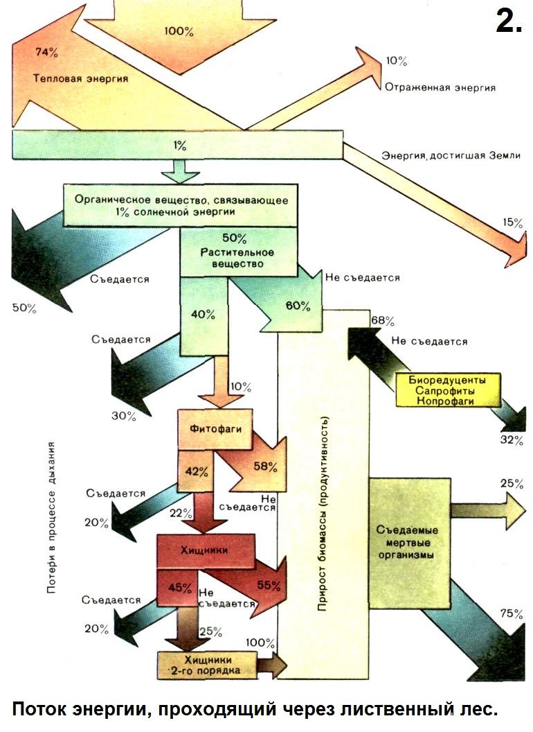 Поток энергии уровень организации. Преобразование солнечной энергии в биогеоценозе. Схему передачи солнечной энергии в биологии. Основные потоки масс, вещества и энергии в техносфере - это. Цепочки Техносфера образец дерево-шкаф.